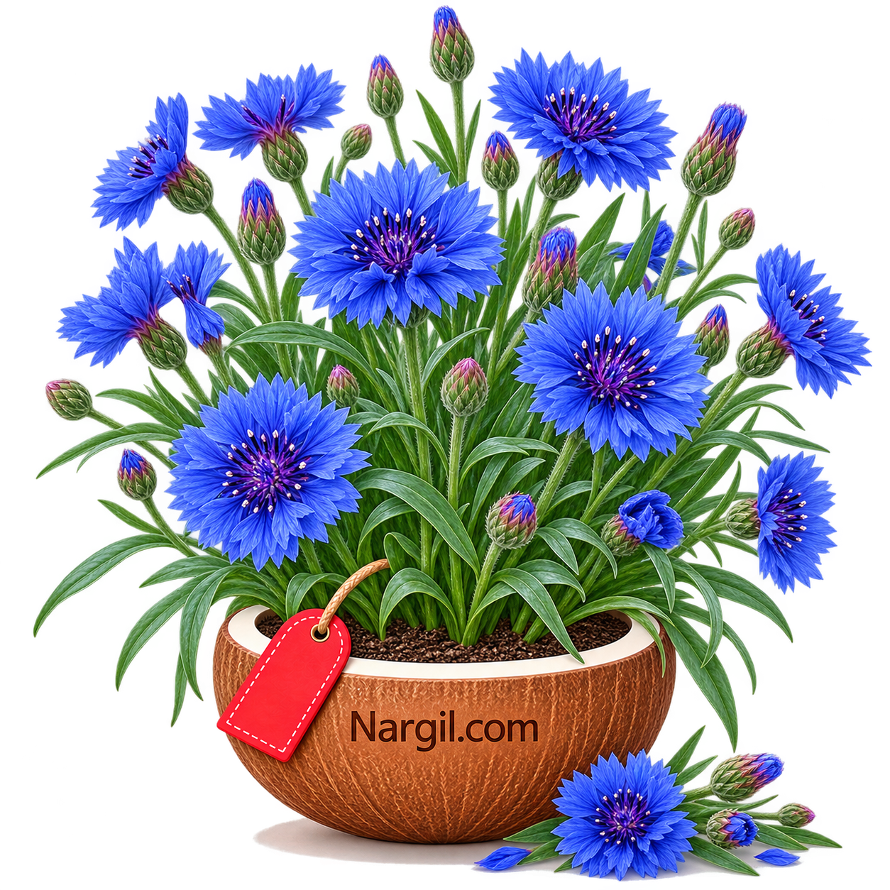 Nargil_Centaurea Cyanus
